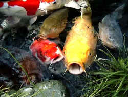 Koiparadies  - Homepage Koi gelb 600.jpg (80495 Byte)
